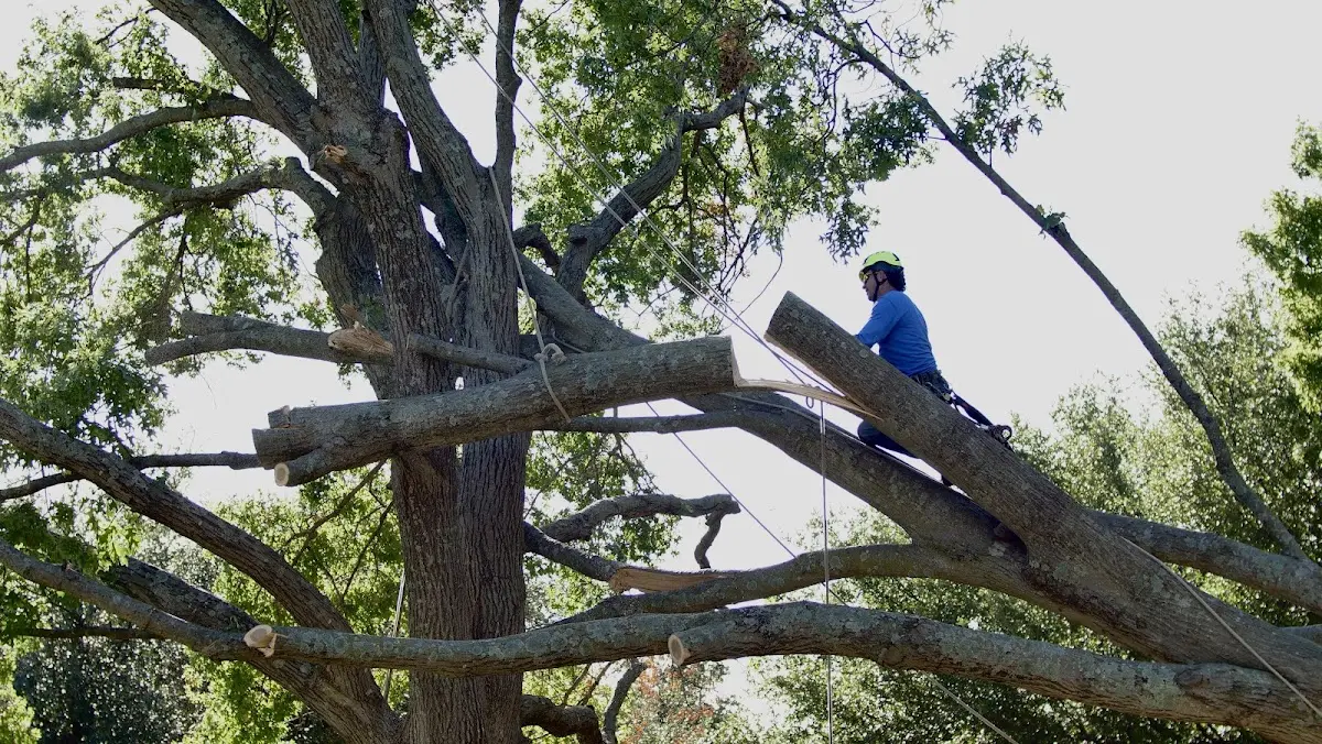 Professional Hazardous Tree Removal performed by certified arborists in Albany