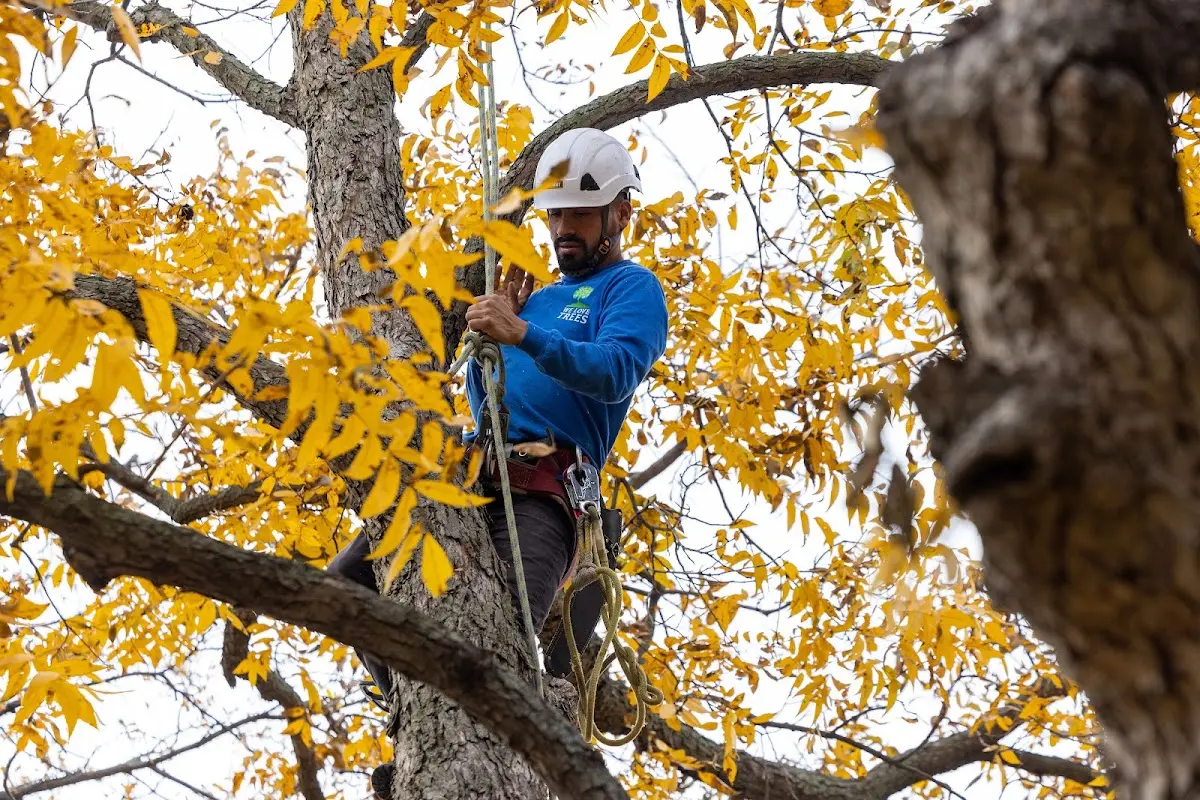 Skilled Tree Planing crew working in Albany