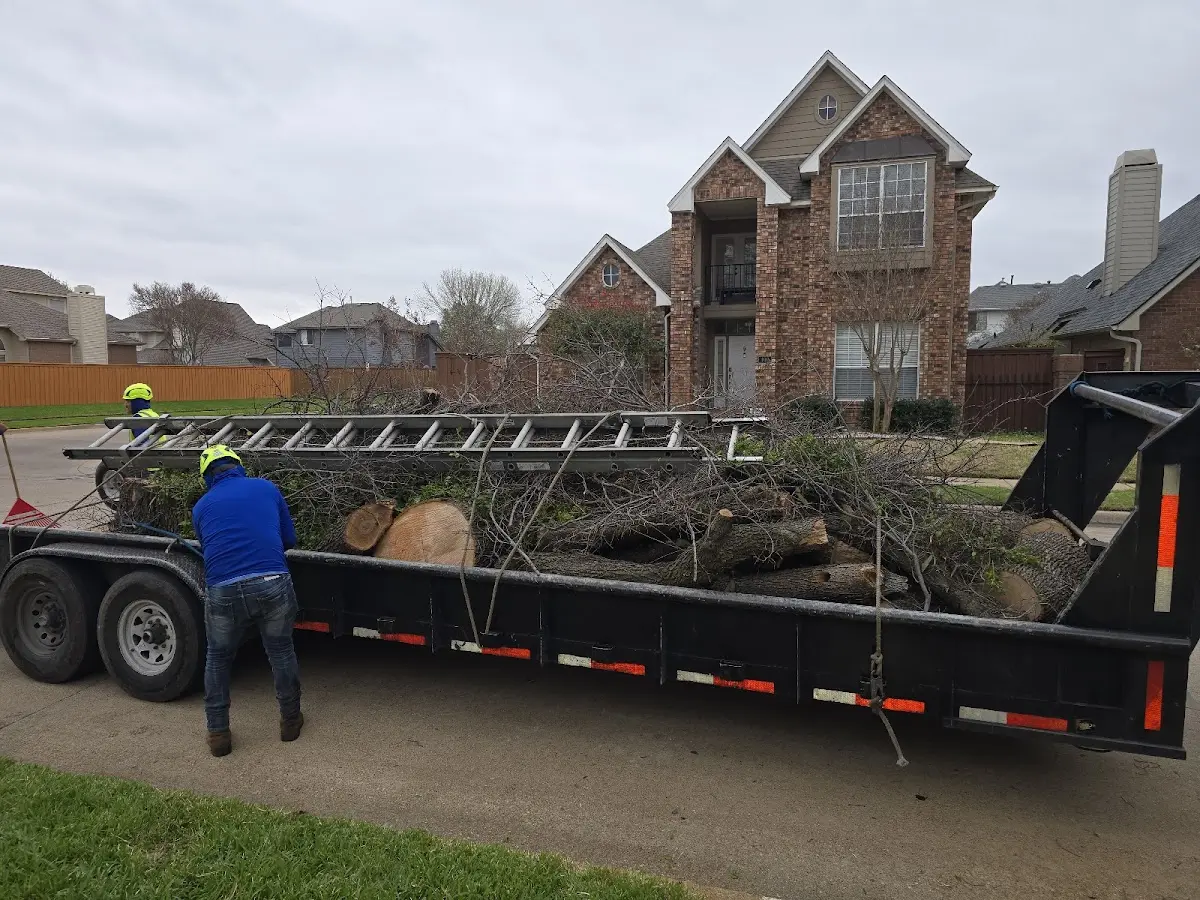 Expert Tree Removal with proper safety equipment in Albany